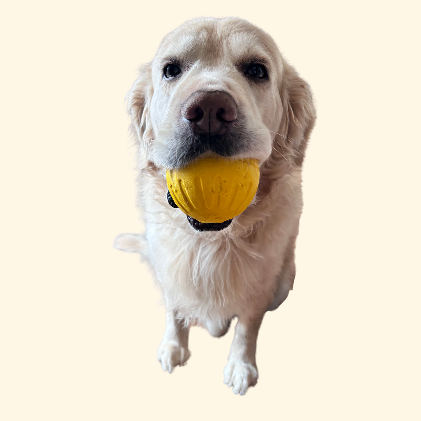 Chewing/Pulling Toys (T-11)