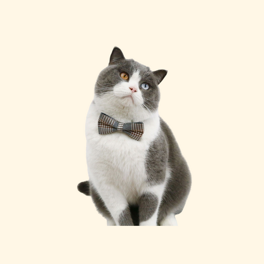 British Style Bowtie & Tie