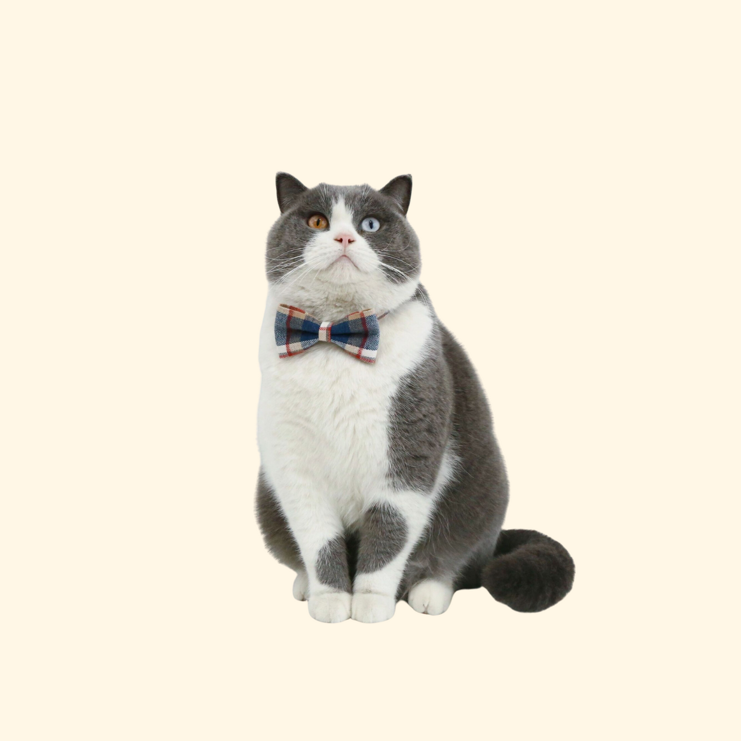 British Style Bow/Tie Collar (A-009)