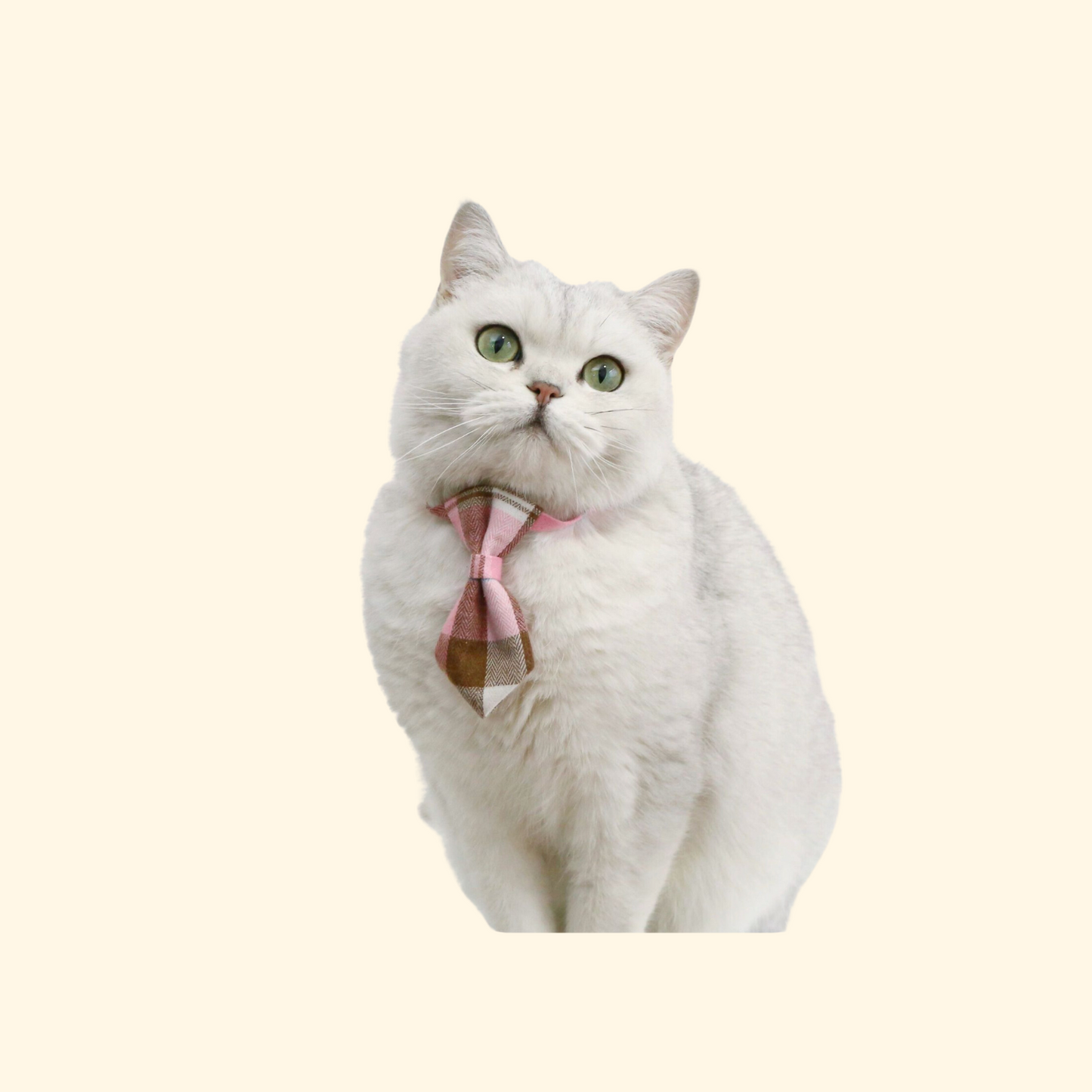 British Style Bow/Tie Collar (A-009)