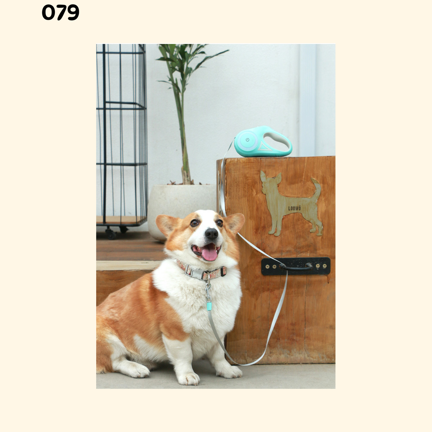 Leash with Flexi Reel (L-2)