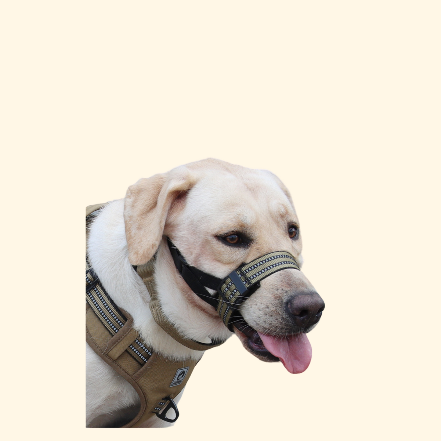 Muzzles (A-012)