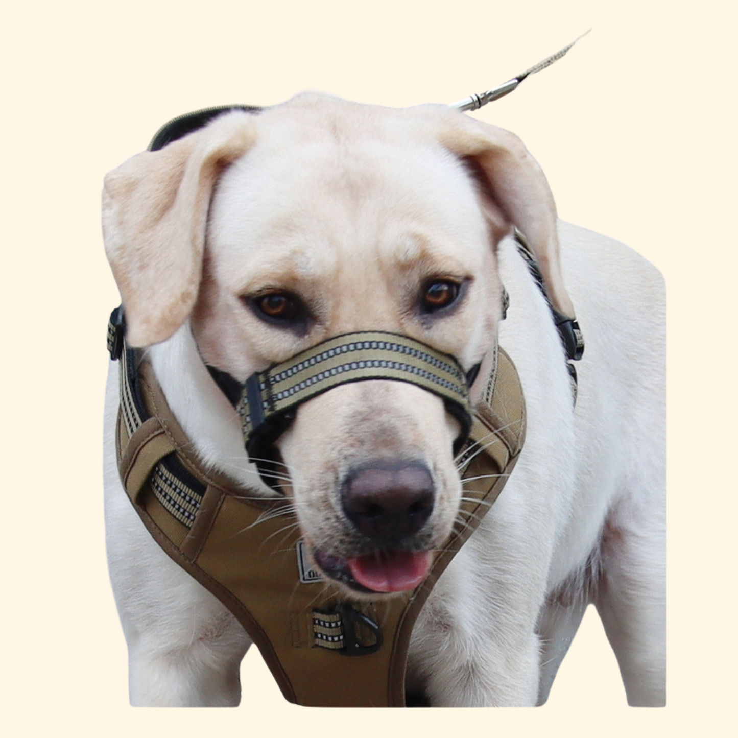 Muzzles (A-012)