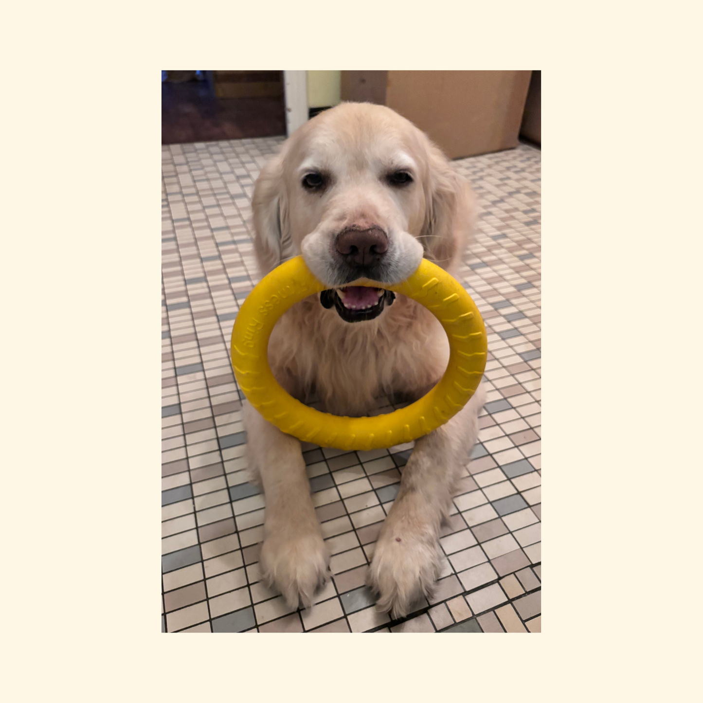 Chewing/Pulling Toys (T-11)