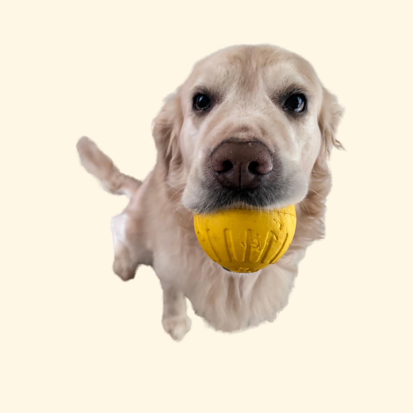 Chewing/Pulling Toys (T-11)