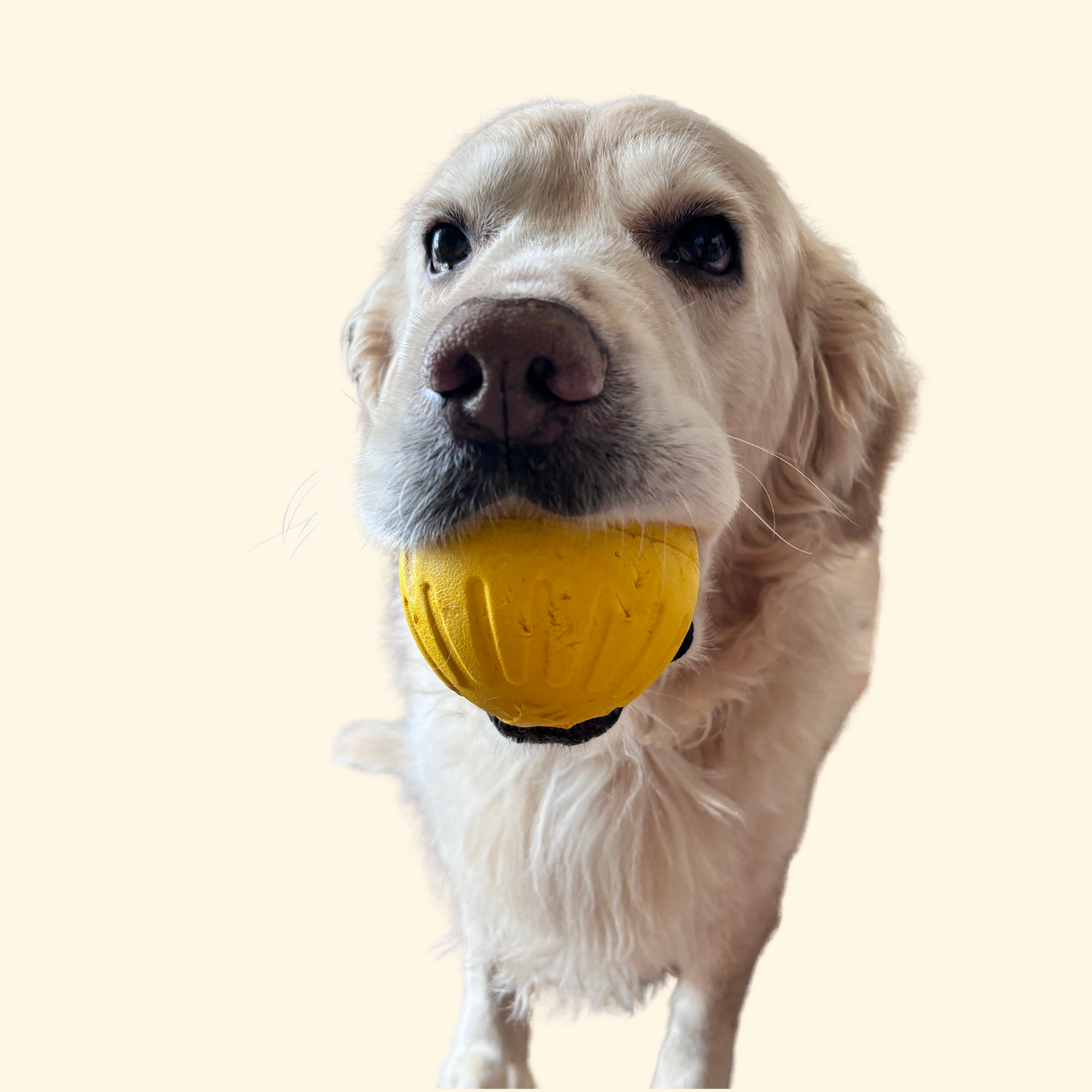 Chewing/Pulling Toys (T-11)