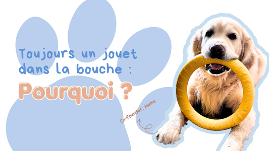 Pourquoi mon chien garde toujours un jouet dans la gueule ?