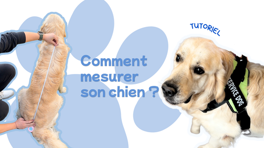 Comment choisir des vêtements pour chien adaptés à sa morphologie ?