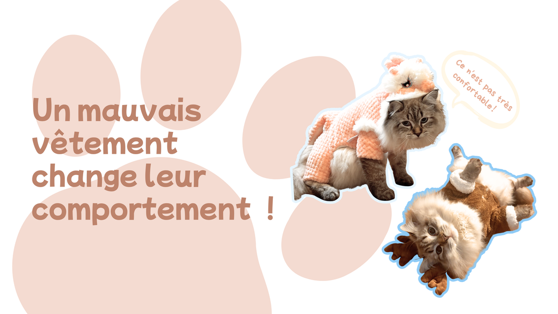 Vêtements pour chat et vêtements pour chien : quelles différences et comment bien choisir ?