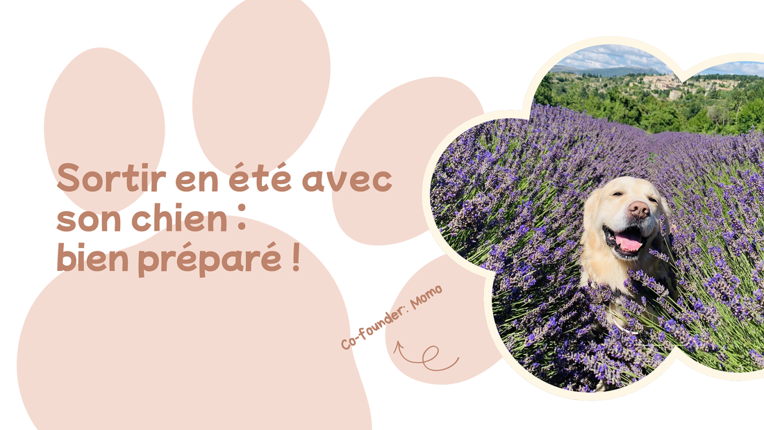 Sortir avec son chien en été : que faut-il vraiment prévoir ?