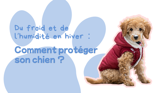 Comment protéger son chien du froid et de l’humidité en hiver ?