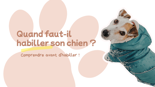 Quand faut-il habiller son chien ?
