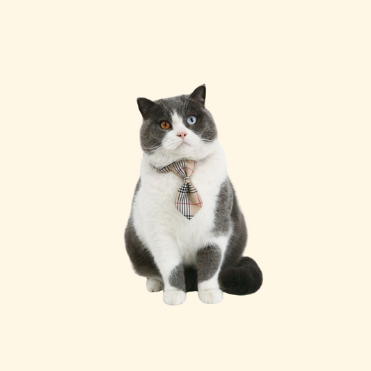 British Style Bow/Tie Collar (A-009)