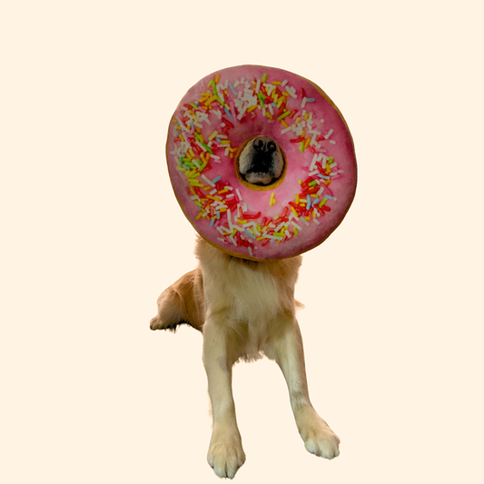 Donut Cushion (T-9)