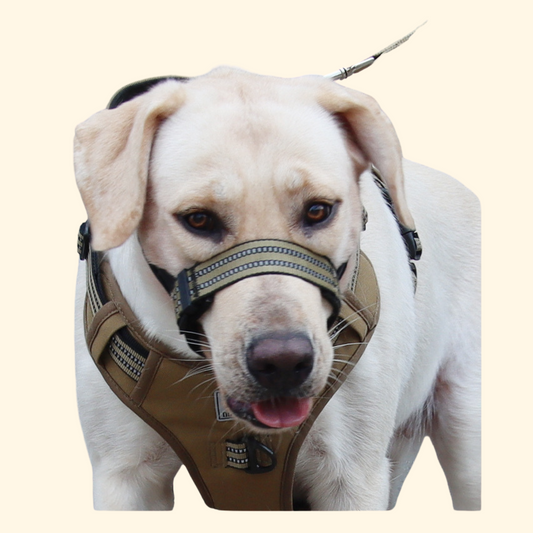 Muzzles (A-012)